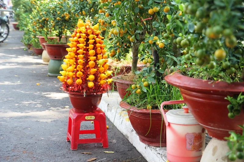 Kiểng nông sản đắt khách ở chợ hoa Tết Sài Gòn ảnh 4